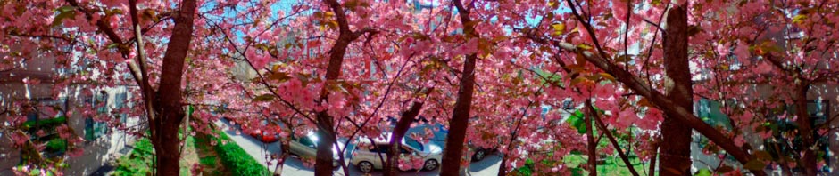 Inside a Pink Blooming Tree