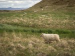 Sheep at lake Myvatn