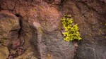 First moss on lava rock