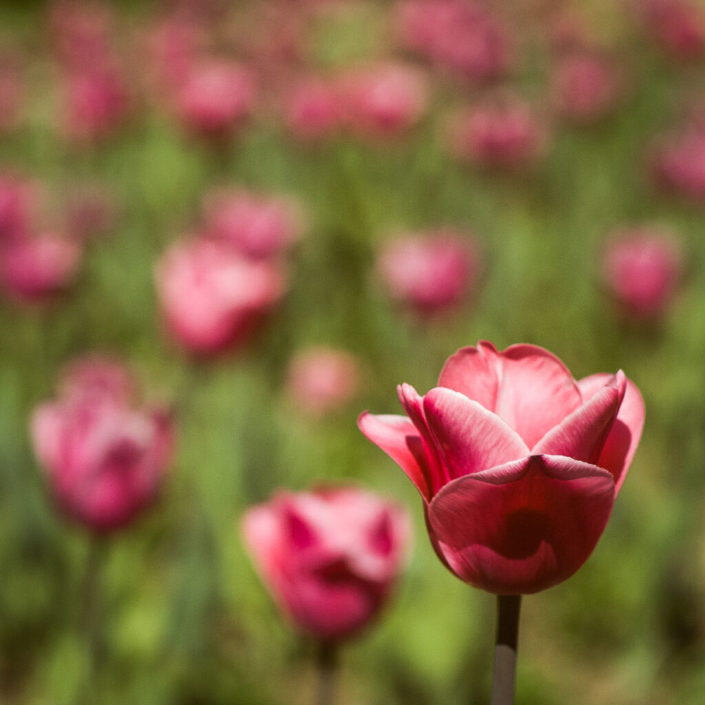 Tulip field