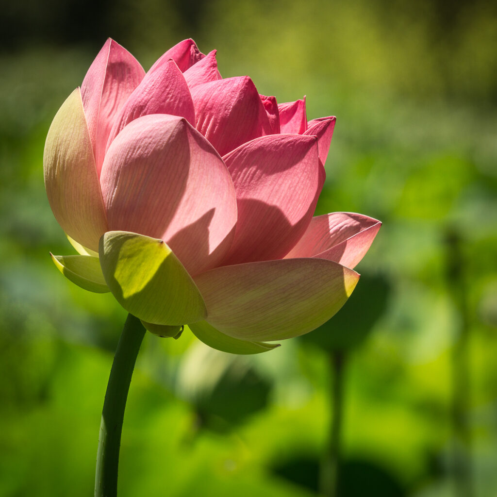 Nelumbo Nucifera