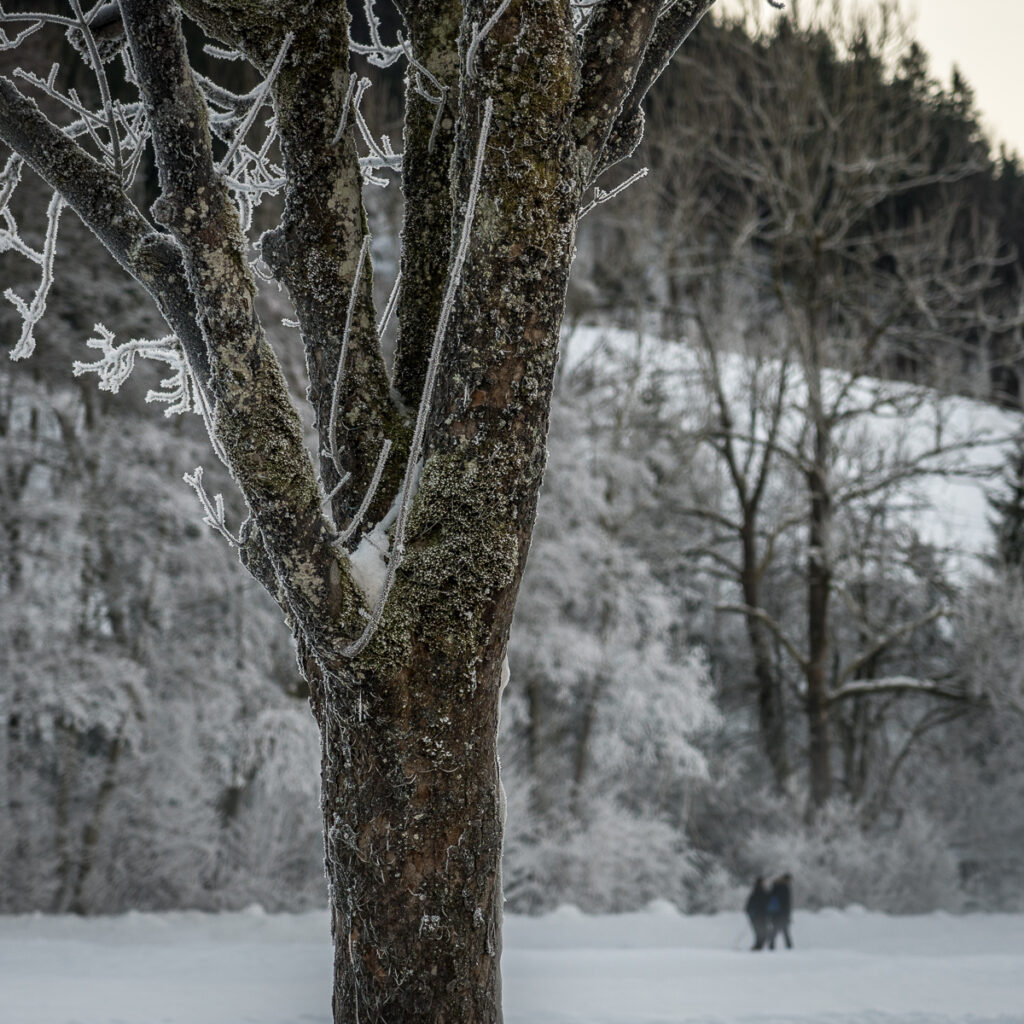 Cold day in winter