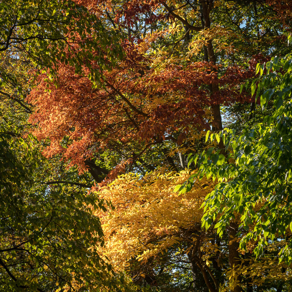 Colorful autumn