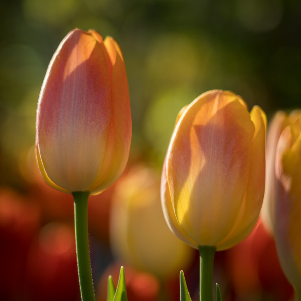 Tulips