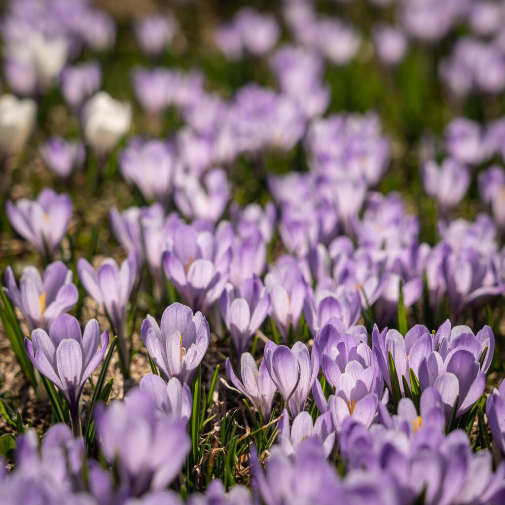 Flowers in spring