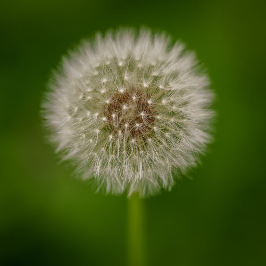 Dandelion seedhead