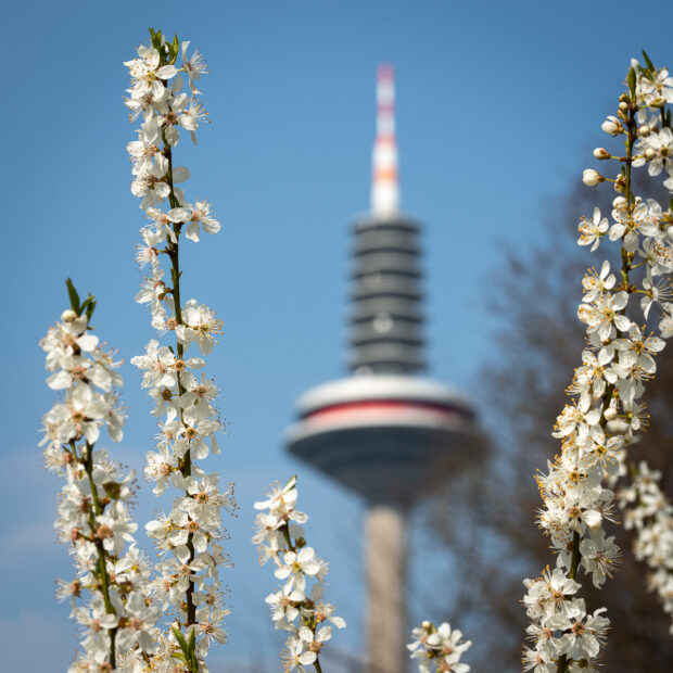 Blossoms in Grüneburgpark