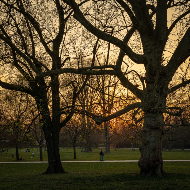 Just some trees in the evening