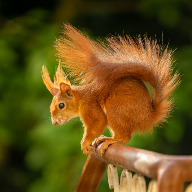 A red squirrel in our backyard